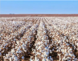 洞察丨全球棉花市场波动频繁，纺织企业如何赢得先机？