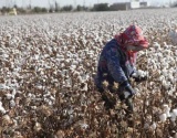 重磅！新疆棉不能缺席：新疆棉花进入采摘期，纺织企业积极应对美国